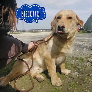 Biscotto, eine Perle :) Wunderhübscher Mischling auf Dackelbeinen