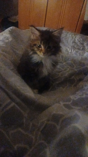 main coon kitten