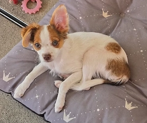 Chihuahua Russel Mix (Rüde) 14 Mon. alt