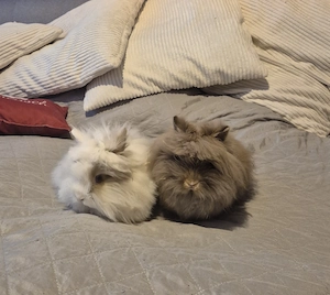 Teddyzwerge Löwenköpfchen Kaninchen