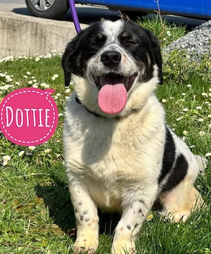 Dottie, fröhliche und lebensfrohe Knutschkugel 