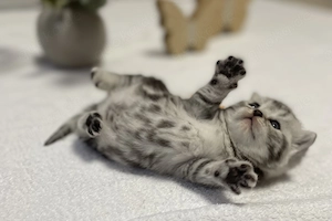 Bezaubernde bkh Kitten black silver tabby classic mit Papiere, absolut exklusiv 