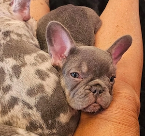 Französische Bulldoggenwelpen Bild 5