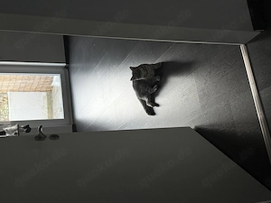 Schmusekater sucht neues Zuhause Bild 2