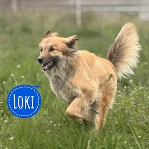 Loki, junger und traumhaft schöner Mischling