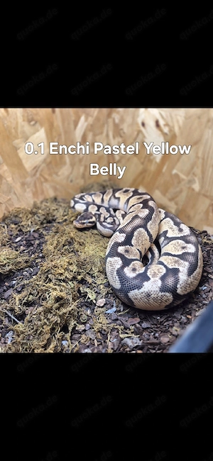 Königspython zu verkaufen 