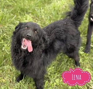 Lena, bezauberne und junge Mudi   Retriever Hündin