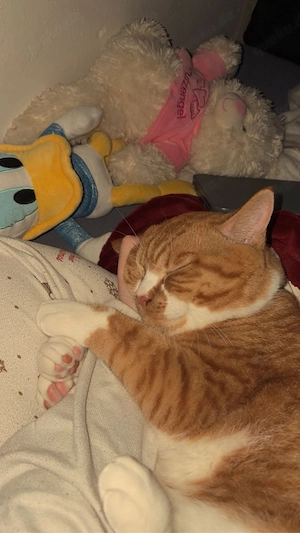 Kater maylo sucht dringend ein zuhause 