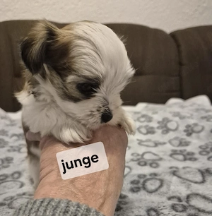 Yorkshire Terrier Welpen 