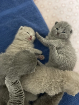 Unsere wunderschönen Britisch Kurzhaar Kitten haben das Licht der Welt erblickt