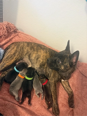       Wunderschöne Frenchie-Mix Welpen suchen ein liebevolles Zuhause   