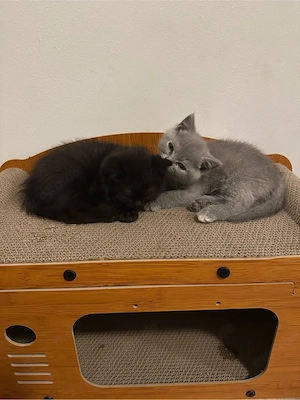 Liebevolle Britisch Kurzhaar Kitten suchen ein neues Zuhause