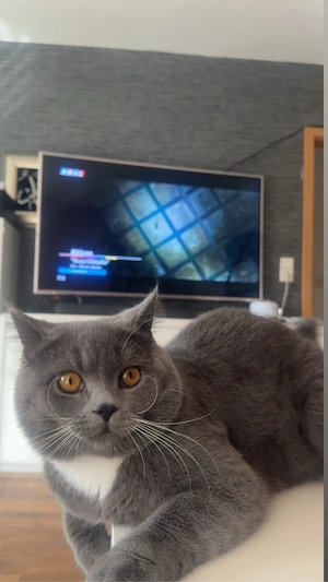 BKH Mischlingskater zum Decken (Deckkater) jung & gesund