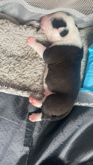 Wir suchen ein neues Zuhause amerikanische bulldoggen