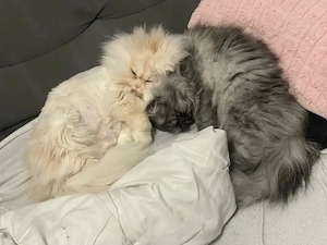 Reinrassige Himalaya katzen 