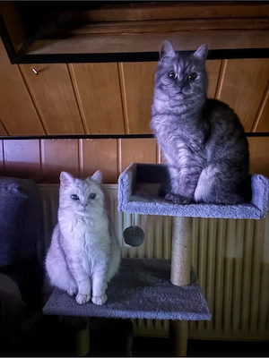 2 Bkh Blh katzen Bild 3