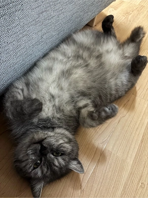 2 Bkh Blh katzen Bild 5