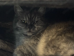 2 Bkh Blh katzen Bild 2