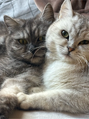 2 Bkh Blh katzen Bild 4