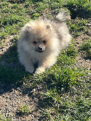 süsser merle pomeranien darf jetzt in ein neues zu hause ziehen Bild 3