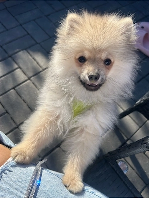 süsser merle pomeranien darf jetzt in ein neues zu hause ziehen Bild 2