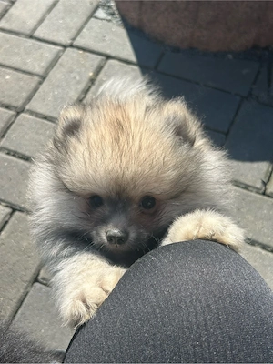 süsser merle pomeranien darf jetzt in ein neues zu hause ziehen