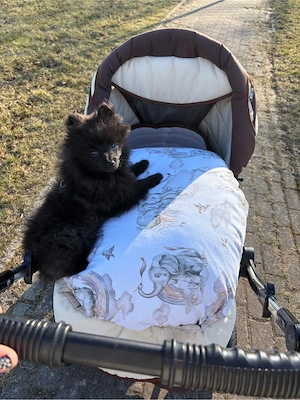 Liebenswerte Zwergspitzhündin