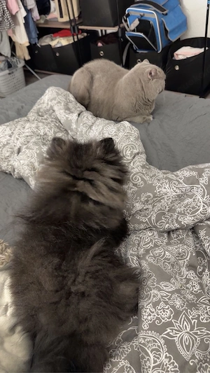 zwergspitz sucht ein neues zuhause 