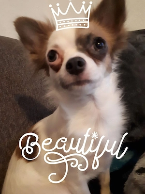 Chihuahua Tinka sucht liebevolles zu Hause 