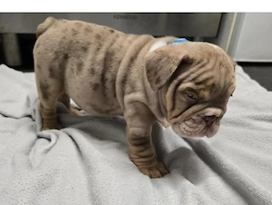 entzückende englische Bulldoggenwelpen zu verkaufen