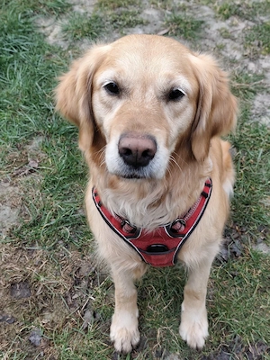 Deckrüde gesucht - Golden Retriever  Bild 2