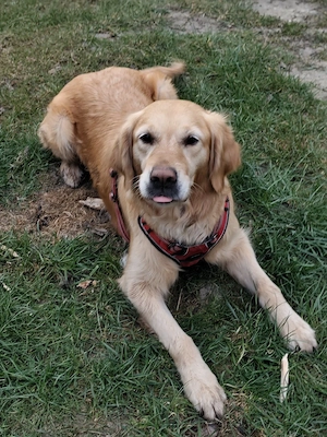 Deckrüde gesucht - Golden Retriever 