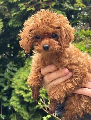 Zuckersüßer Toy Poodle Welpe in liebevolle Hände abzugeben