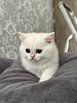 BKH und Britisch lang haar