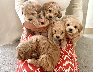 Entzückende Welpen auf der Suche nach einem liebevollen Zuhause   "