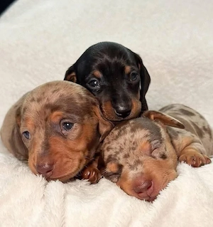entzückende Dackelwelpen (männlich und weiblich) suchen ein liebevolles Zuhause.