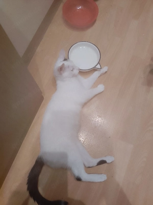 junge Katze abzugeben 