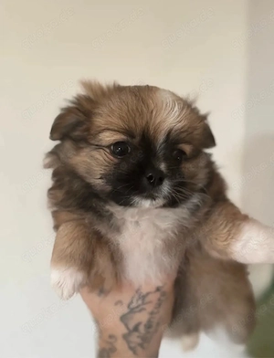 Süßer Welpe auf der Suche nach einem neuen, liebevollen Zuhause