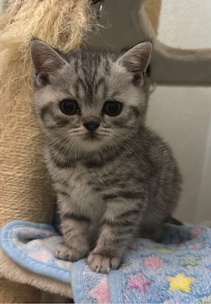 BKH Kitten reinrassig 