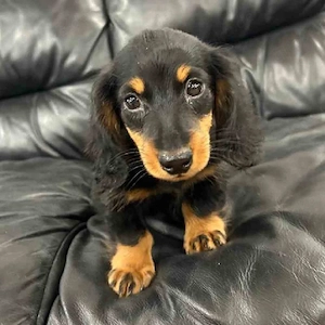 Wunderschöne reinrassige Zwerg-Rauhaardackelchen auf Familiensuche