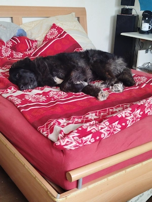 Leonberger Hündin ca. 1 Jahr  Bild 3