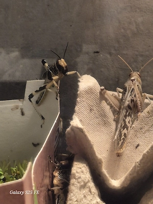 Heuschrecken als futtertiere