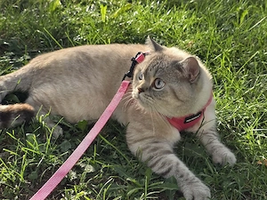    Wunderschöner British Kurzhaar (1,5 Jahre)   