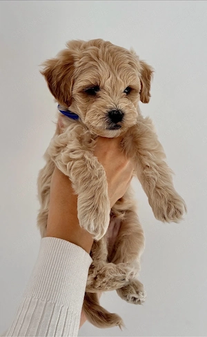 Süßer Pudel Welpe sucht liebevolles Zuhause