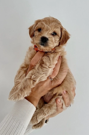 Liebevolle Maltipoo-Welpen