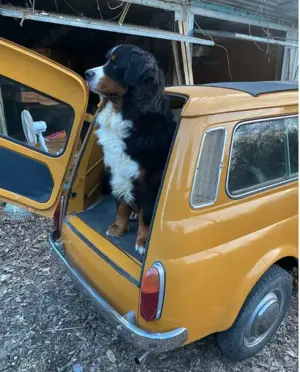 Autobianchi Others Kombi