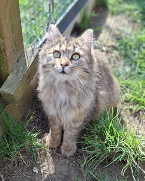 Sira und Wuschel haben ihre Koffer gepackt # Tierschutz 