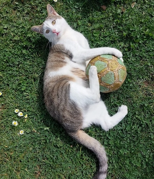 Hope sucht ein Zuhause mit gesicherten Freigang # Tierschutz 