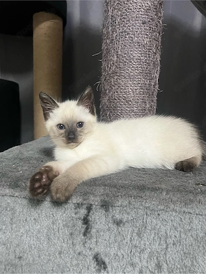 Siammix kitten 