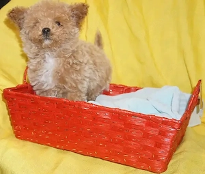 Niedliche Maltipoo-Welpen.